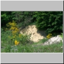 Chrysis viridula - Goldwespe 07 Tongrube-OS-Wallenhorst Habitat.jpg